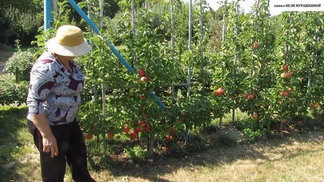 ДЕКОРАТИВНЫЙ ФОРМОВЫЙ САД. Многоярусная ШПАЛЕРА с плодами разных сортов. смотреть онлайн