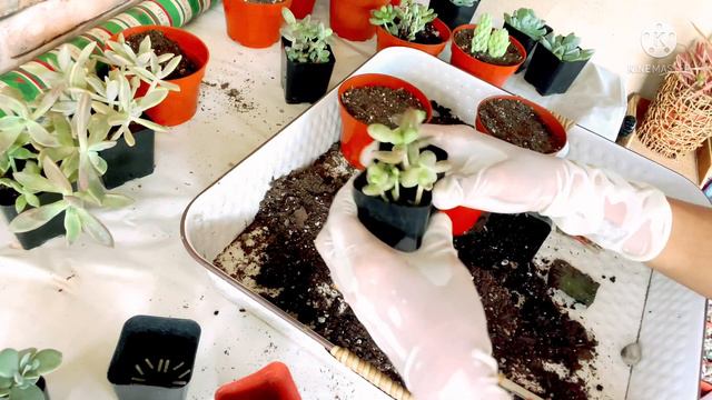 THE POWER OF PROPAGATION FROM THE LEAVES 🍃 смотреть онлайн