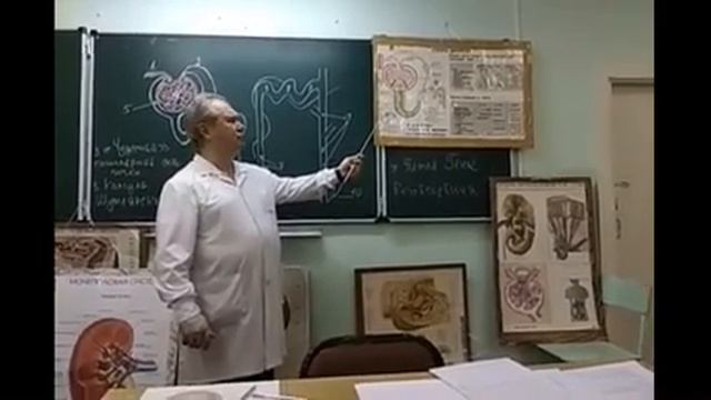 Видеолекция "Мочеполовая система. Мочевые органы" смотреть онлайн
