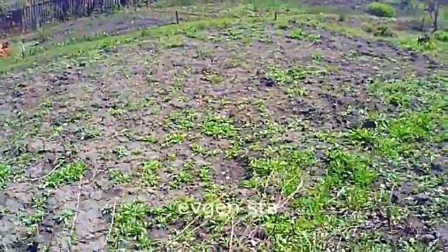 СИДЕРАТЫ ПРОТИВ СОРНЯКОВ смотреть онлайн