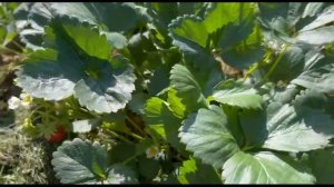 Клубника Мара де Буа должна быть у каждого в саду!