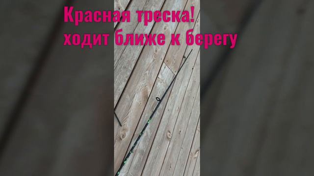 Рыбалка в Норвегии. Frøya смотреть онлайн