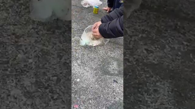 акция - накорми бездомных животных 🐶🐱 смотреть онлайн