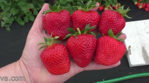 ВЕРИТИ ремонтантный сорт клубники