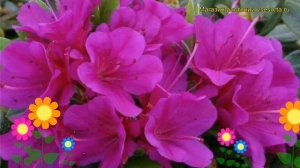Азалия японская Гейша Пёрпл. Краткий обзор, описание характеристик, где купить саженцы