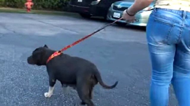 Хозяева бросили больную собаку, но она не утратила доброты и веры в человечество смотреть онлайн