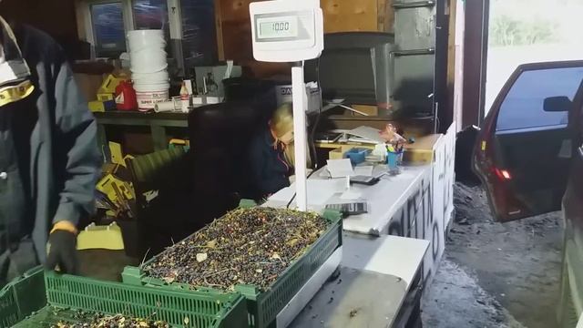 Как сдают ягоду в Швеции, и сколько можно заработать в среднем за день! смотреть онлайн