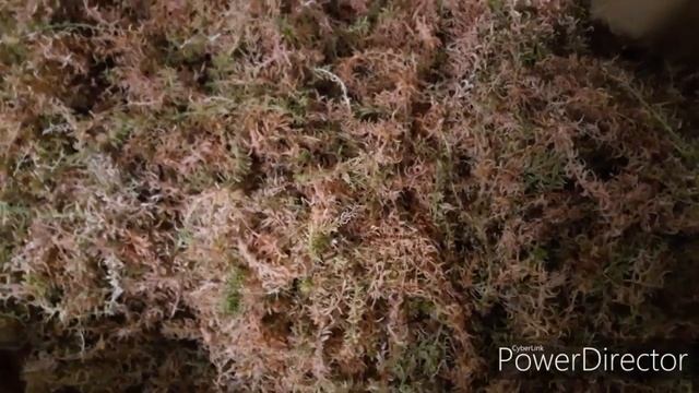 Мох сфагнум ???живой мох сфагнум 24.11.19 Да да зима!!!! А он живой ???