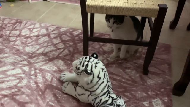Кошка и игрушка-тигр смотреть онлайн