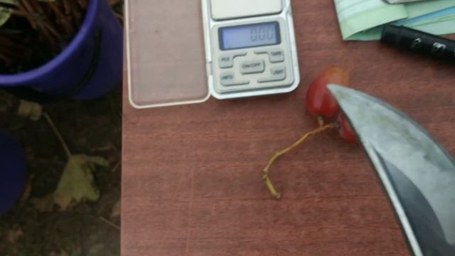 Пасинковий врожай винограду Катруся Каховська ( Тропіканка )??? смотреть онлайн