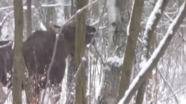 Парк Сокольники 24 января 2015 смотреть онлайн