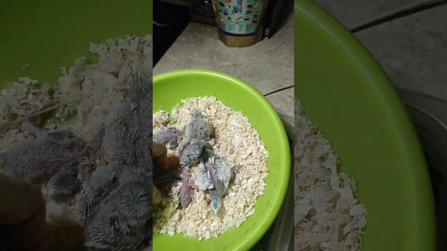 Птенчики хагоромо. Старший вылупился 27.11.23 , а младший 7.12.23. смотреть онлайн