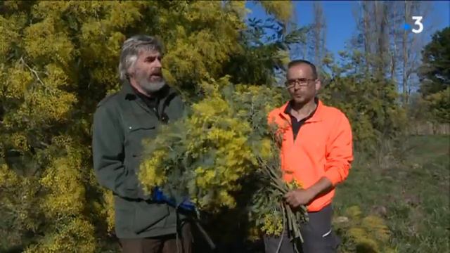 À Saint-Trojan-les-Bains, en Charente-Maritime, c'est la 60 ème fête du mimosa смотреть онлайн