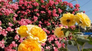 Сорт  розы  МОЛИНЬЮ (MOLINEUX) Остинка- НЕПРИРЫВНОЦВЕТУЩАЯ, скромная умница 5.06.22 год