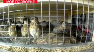 Японский перепел Как отличить петуха от курочки Практичные чашечные поилки