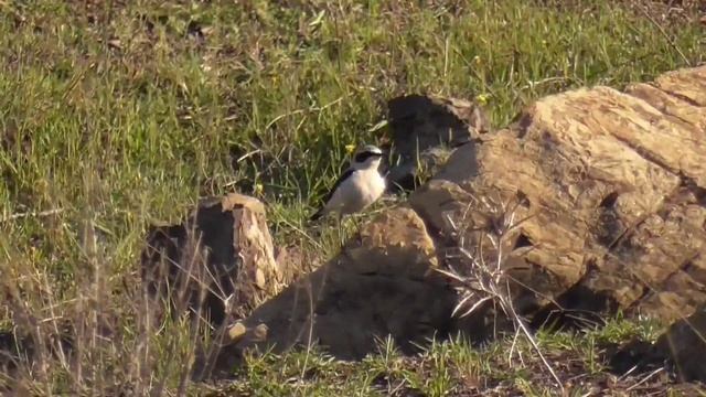 Обыкновенная каменка(Oenanthe oenanthe),описание и факты смотреть онлайн