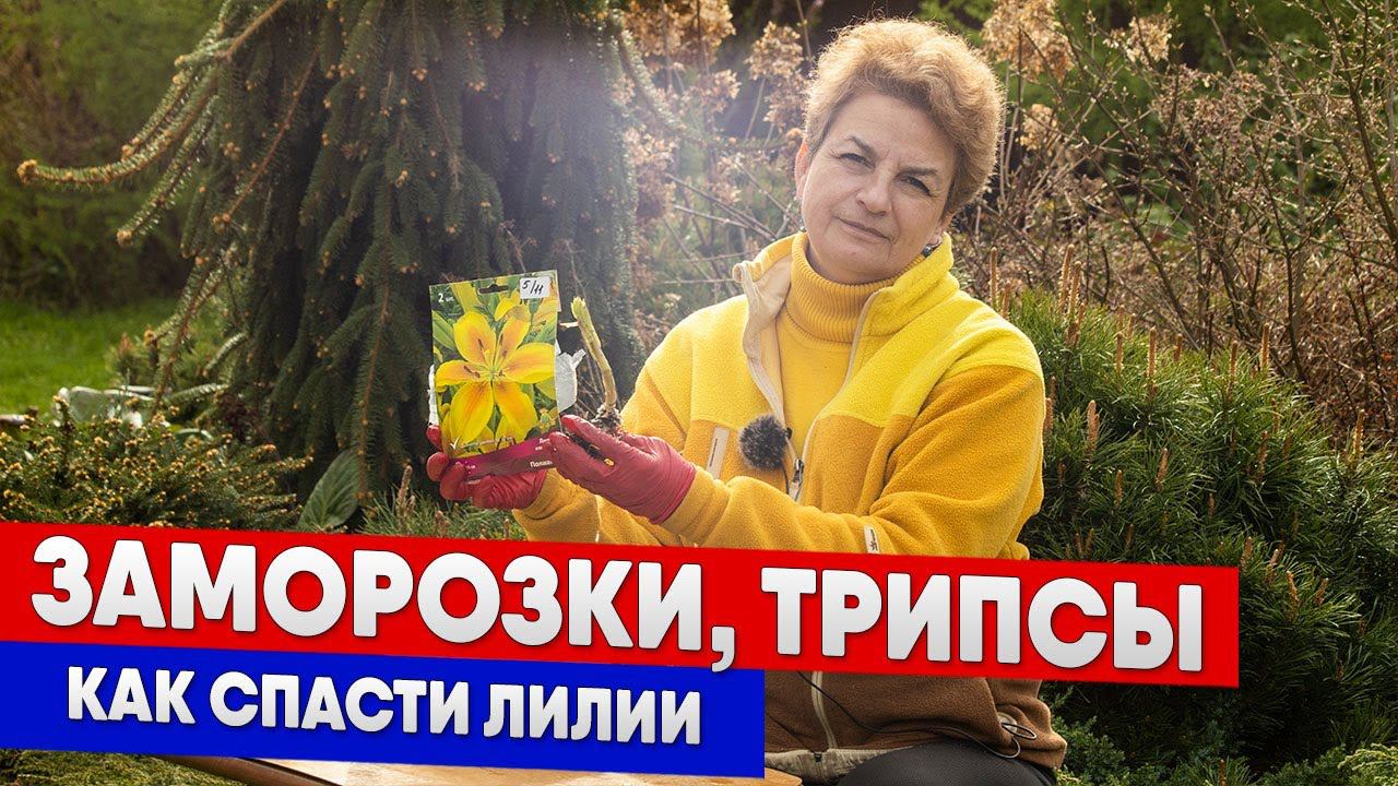 Заморозки, трипсы - как спасти лилии