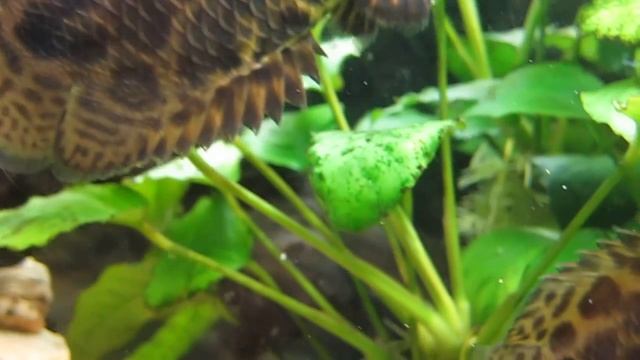 Леопардовые Ктенопомы 2 / Ctenopoma acutirostre 2 смотреть онлайн