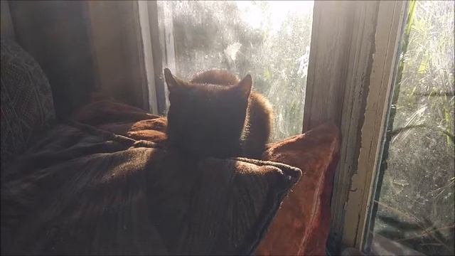 Человек в системе рыночных отношений смотреть онлайн