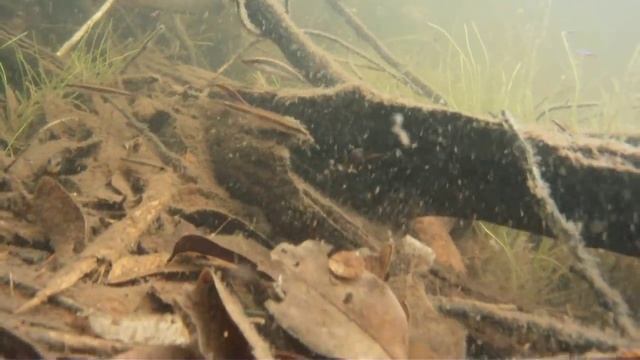 Lago and Igarape Zalala, Rio Negro basin, AM - PART ONE смотреть онлайн