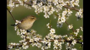А.Вивальди. Концерт для скрипки ля мажор, RV 335, ＂Соловей＂  (＂Il Rosignuolo”)