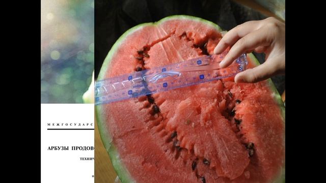 Характеристика арбузов в соответствии с имеющимся стандартом смотреть онлайн