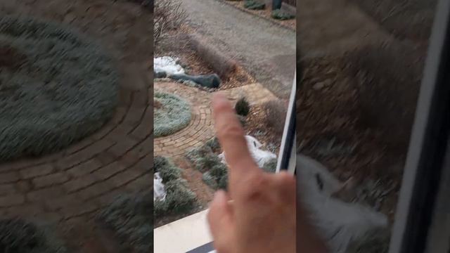 Завершение работ в розарии. смотреть онлайн