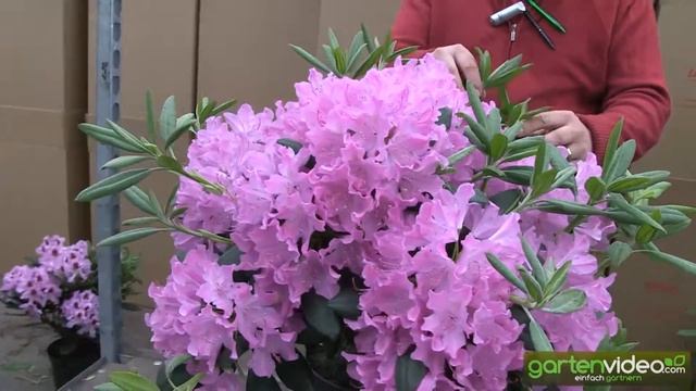Rhododendron Roseum Elegans смотреть онлайн