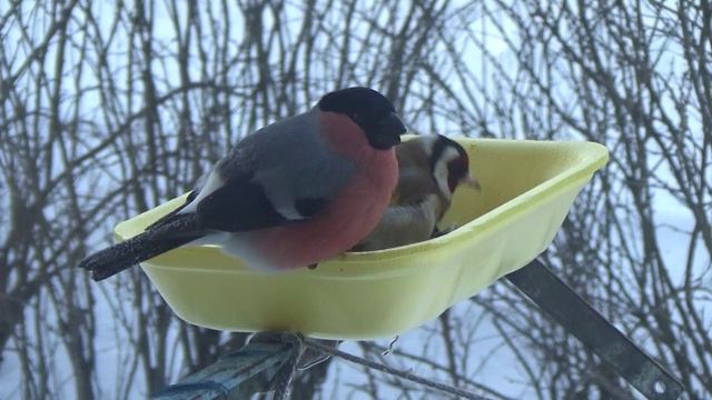 Щеглы. Незваные гости. смотреть онлайн
