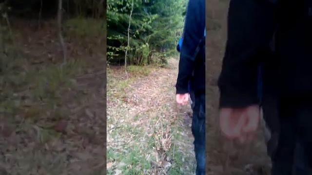 Студенты в лесу, student in the forest смотреть онлайн