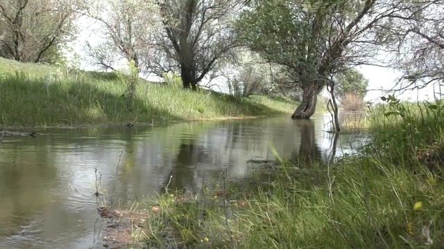 НЕРЕСТ КРУПНОГО САЗАНА В АСТРАХАНИ смотреть онлайн