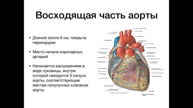 Аорта Части аорты Ветви дуги аорты смотреть онлайн