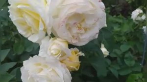 207.# РОЗЫ В ПОДМОСКОВЬЕ?В МОЁМ САДУ ПЛЕТИСТАЯ РОЗА ВЕН РОЗА ВАЙТ( БЕЛАЯ РОЗА ВЫСОЦКОГО).