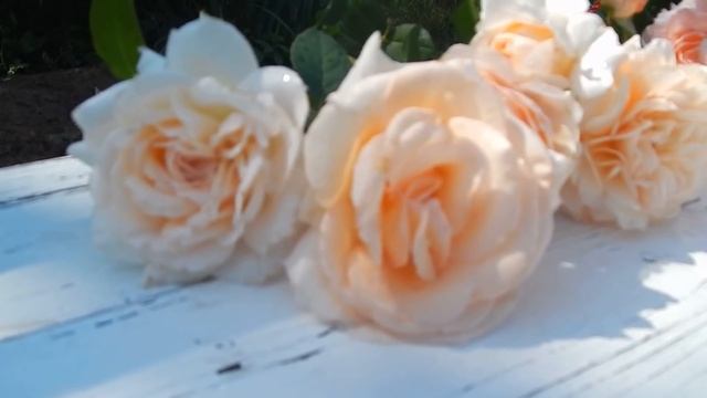 СОЧЕТАНИЯ РОЗ, .Самая яркая рыжая роза.Мой сад. смотреть онлайн