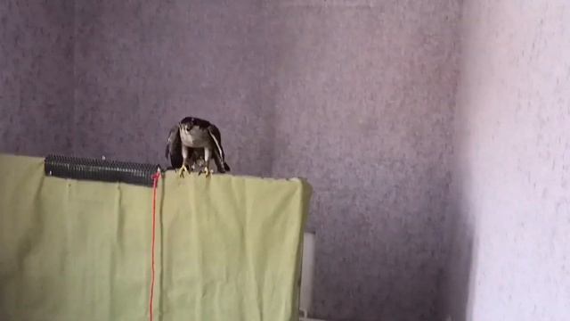 Кормление ястреба тетеревятника смотреть онлайн