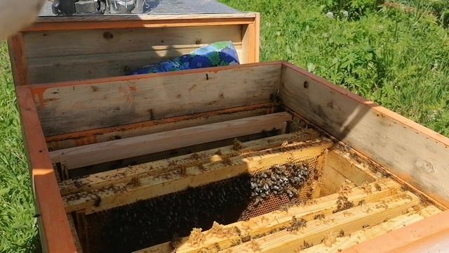 Вывод пчеломаток, несложный способ у себя на пасеке.