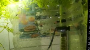 Мальки гуппи в отсаднике в общем аквариуме