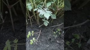 красивая астильба без особых проблем