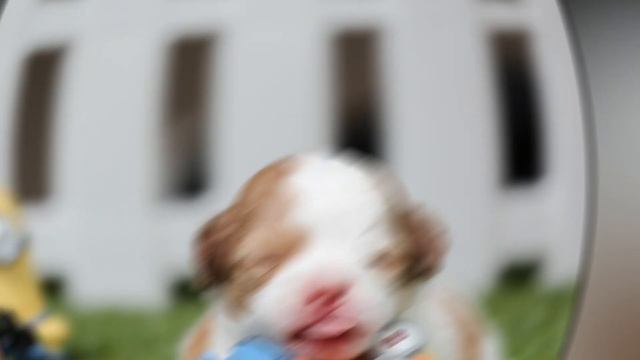 Lindos nombres para perritas смотреть онлайн