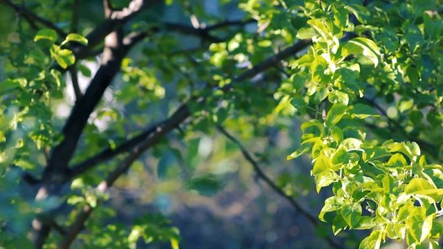 Яблоневый сад. Под яблоней в саду | Футажи красивая природа [FullHD] смотреть онлайн