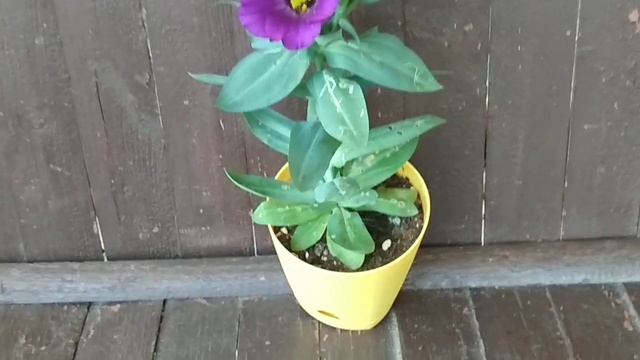 Дождалась! Зацвела ?Эустома?Низкорослая. Первая попытка удалась смотреть онлайн