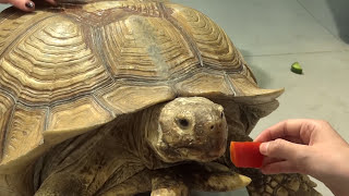 Выставка Зоопарк экзотических животных Тверь 2016