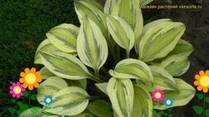 Хоста гибридная Капитан Адвенчур. Краткий обзор, описание hosta hybrida Capitans Adventure