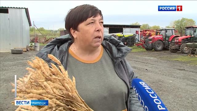 На полях Липецкого района испытывают новые сорта люпина смотреть онлайн