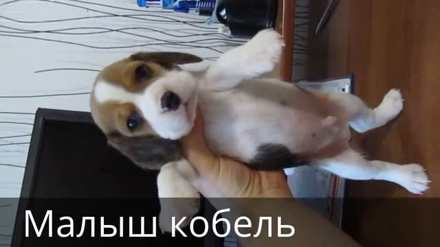 Щеник бигля из питомника в Саратове ср смотреть онлайн