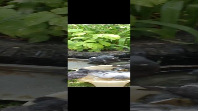 Голуби# двор# купаются смотреть онлайн