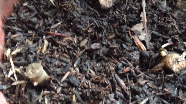 RARE AGLAONEMA PROPAGATION UPDATE/AGLAONEMA EPS. 2 смотреть онлайн