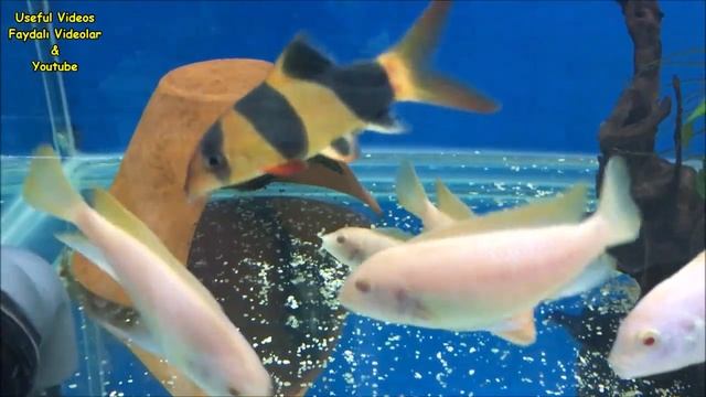 Chromobotia macracanthus fish ? смотреть онлайн