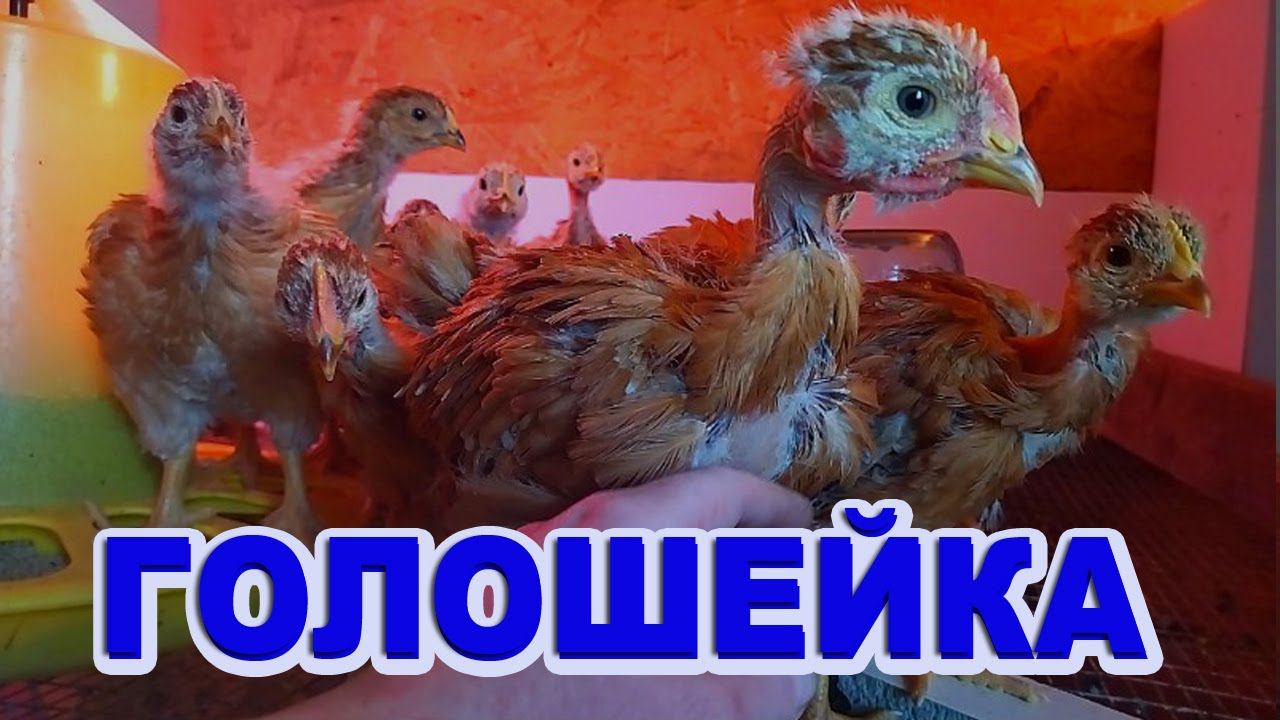 Голошейка и редбро вес в 27 дней. Великолепные весовые показатели цветного бройлера смотреть онлайн