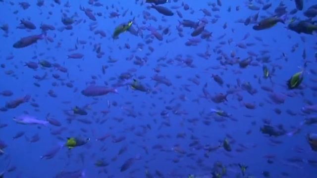 Blue Chromis Mating - Curacao 08 смотреть онлайн